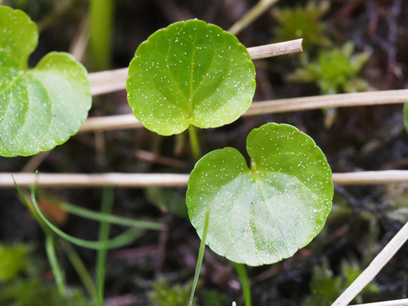 Violet, Marsh leaf